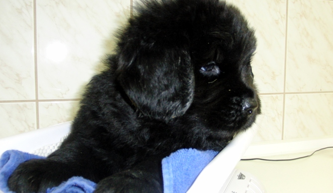 Annabell grn 30.07.