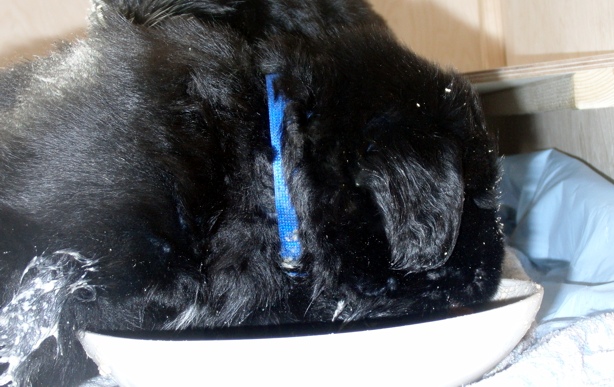 Blau im Brei
