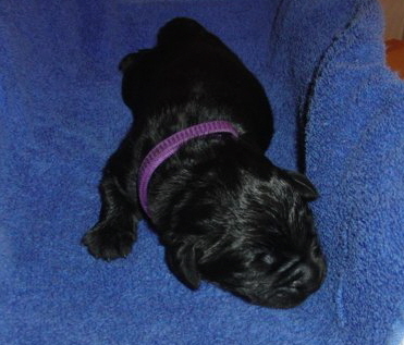 Lila