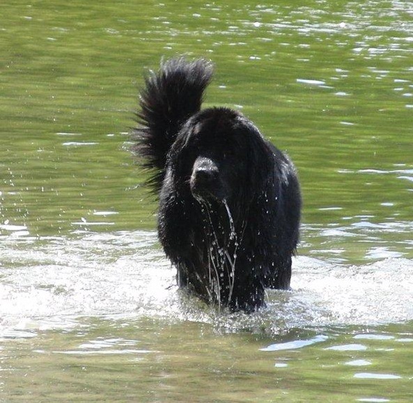 Holly im Wasser klein