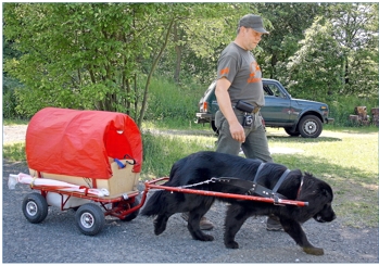 Holly mit Wagen (2)