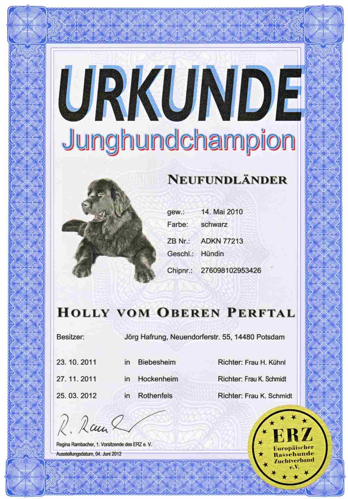 Junghund Champion klein