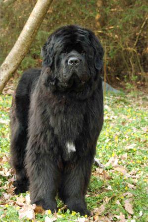 lennox